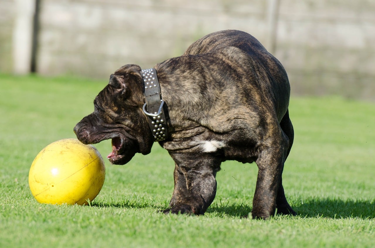 upload599dogo canario gioca con la palla