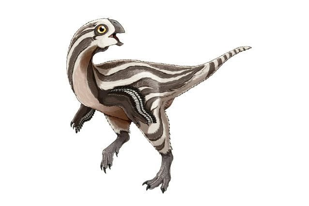 curiosa specie di dinosauro scoperta in mongolia il gobiraptor minutus aveva becco e piume