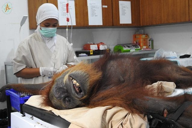 hope mamma orango massacrata con 74 proiettili tagli e fratture il suo piccolo e morto