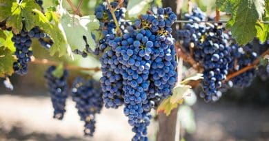 grapes vitigno